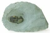 Two Bondonella Sdzuyi Trilobites - Issafen, Morocco #323400-2